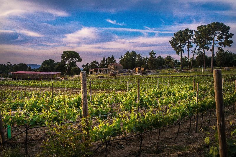 Centro de Portugal integra missão que vai conhecer as melhores práticas do enoturismo a nível mundial