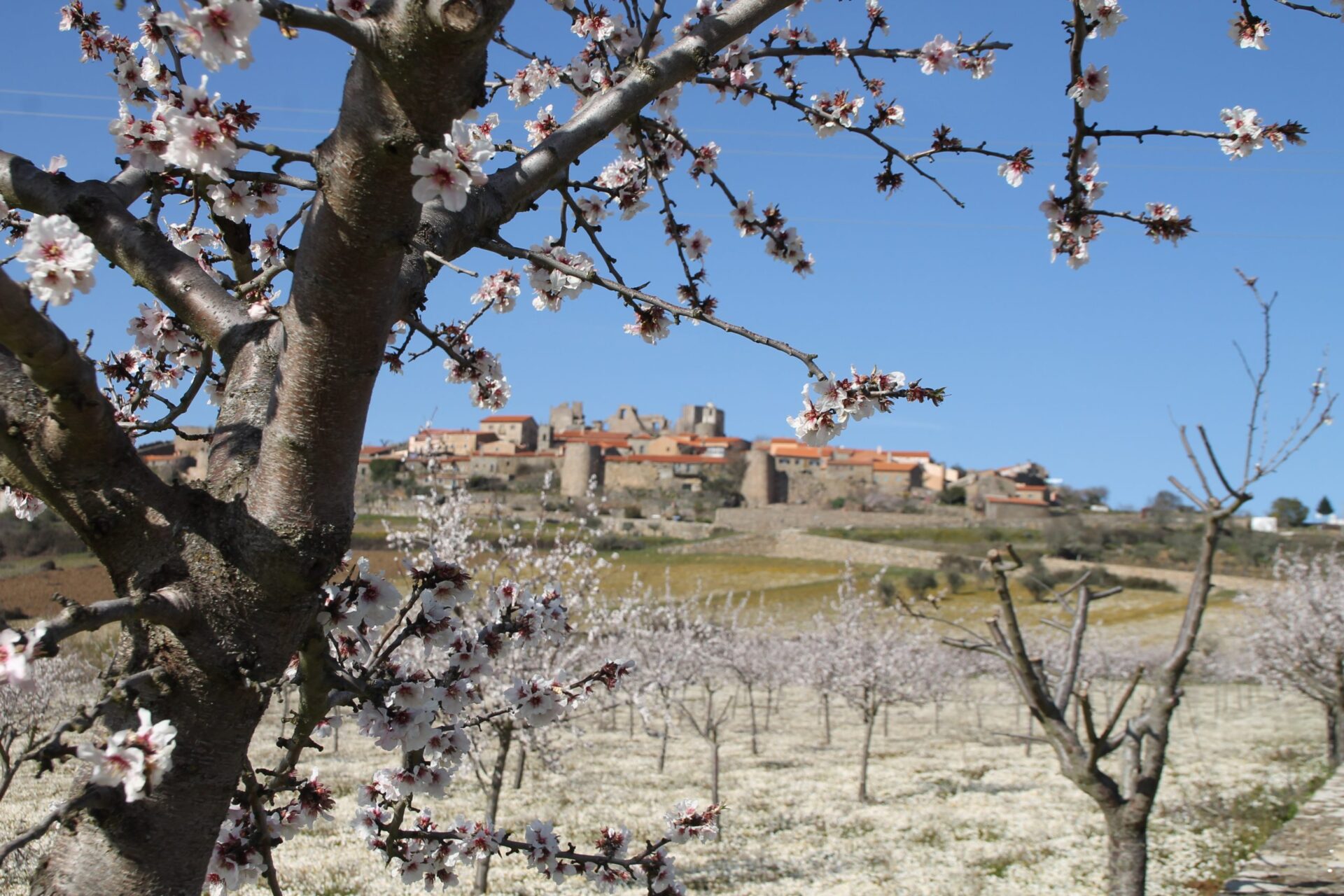 Amendoeiras em flor servem de mote para festa no município de Figueira de Castelo Rodrigo